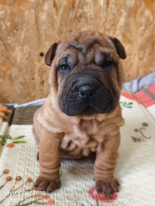 Шикарные щенки шарпея.