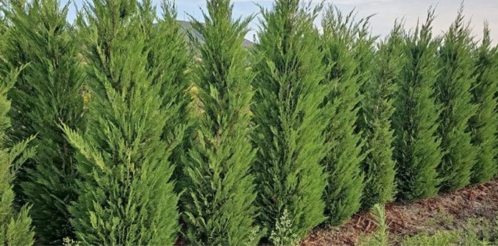 Leylandii gard viu vesnic verde 1m - 4m