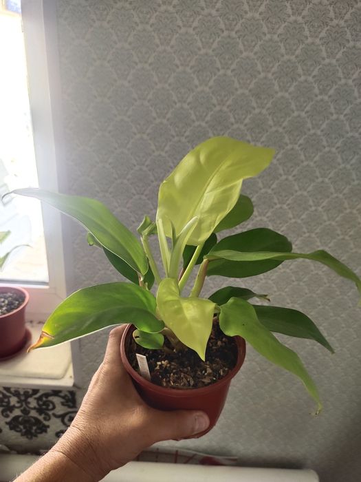 Продаются домашние цветы