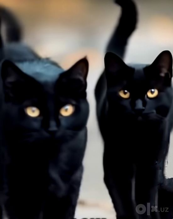 Кошки, коты, котята