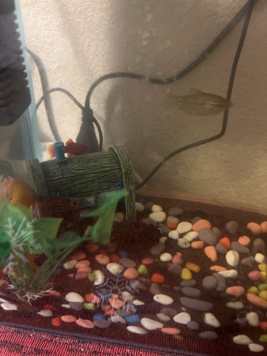 Продам аквариум с рыбками