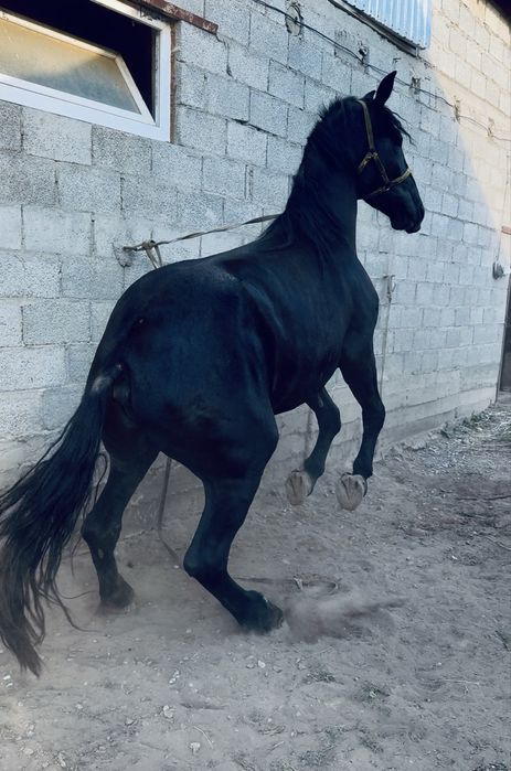 Продам Кобыла Трёх летка