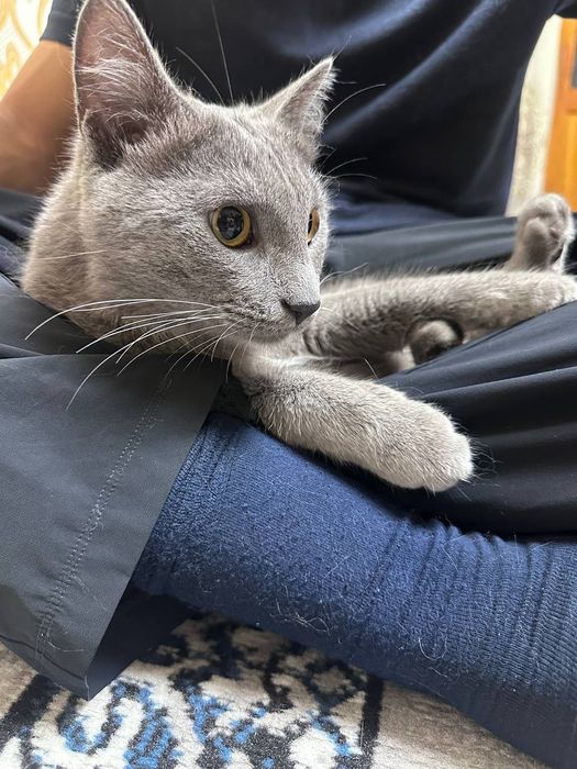 Кошка руско голубая