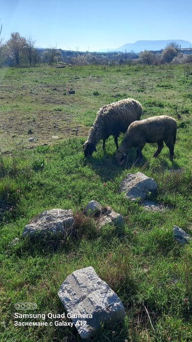 Овце за продаване редовни  и млади