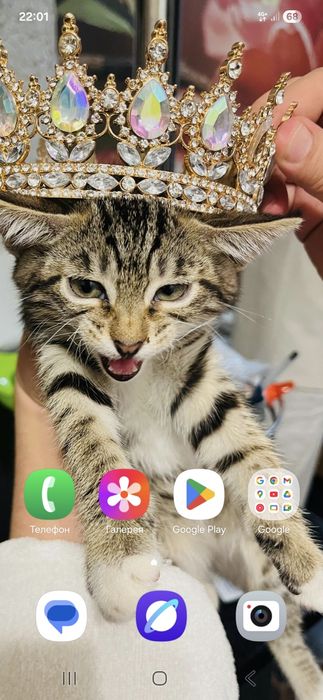 Мысық тегін 3  баласы мамасымен