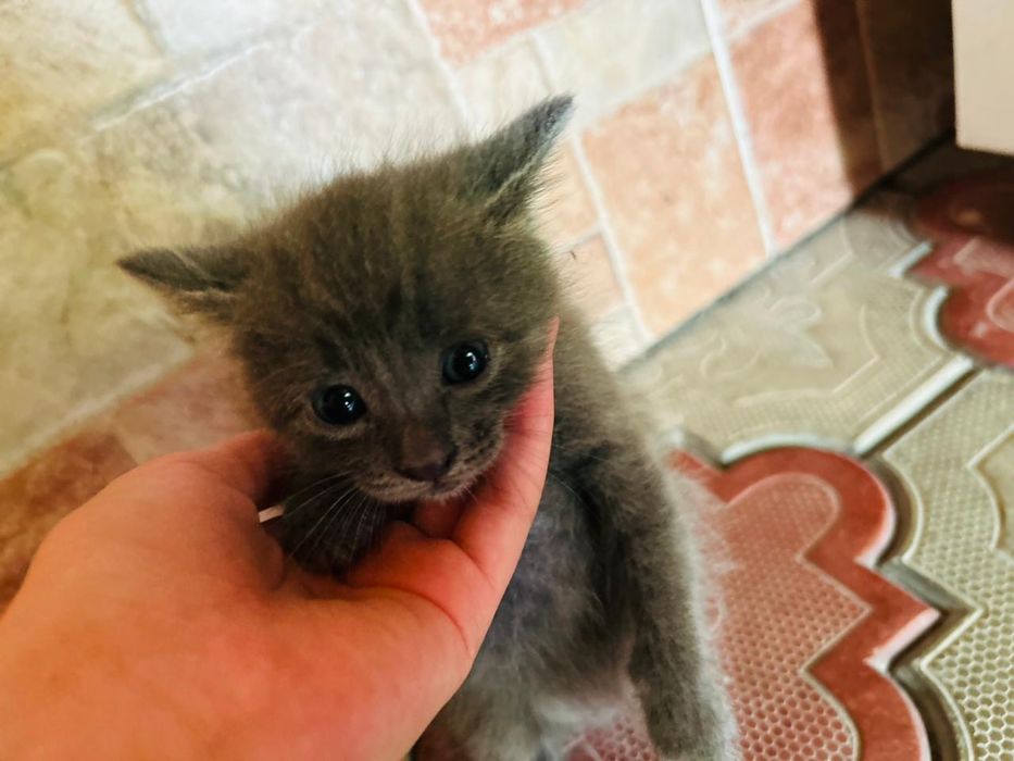 Отдам котят в добрые руки