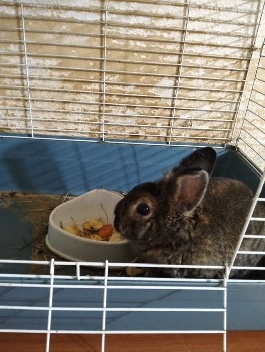 Отдадим в хорошие руки