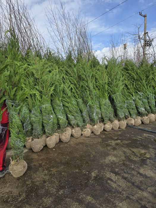 Chiparos Leylandii este un conifer de talie medie, din familia Cupress