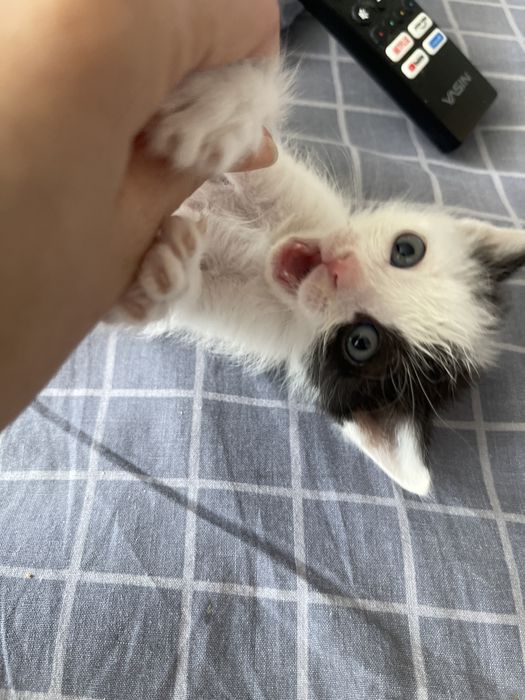 Котенок мальчик.Чистый ,ласковый