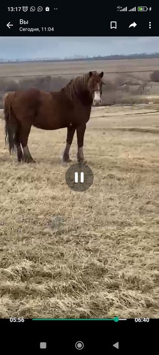 Продам новоалтайских кабыл