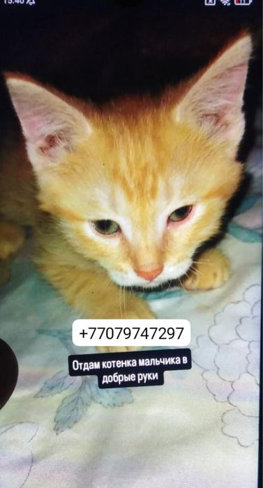 Ищем добрые руки