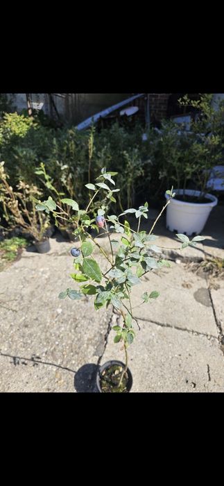 Cais.Prun Nuci Chandler Aluni Visin Castan.Kaki.Rodi. Ciresi 
Paulowni