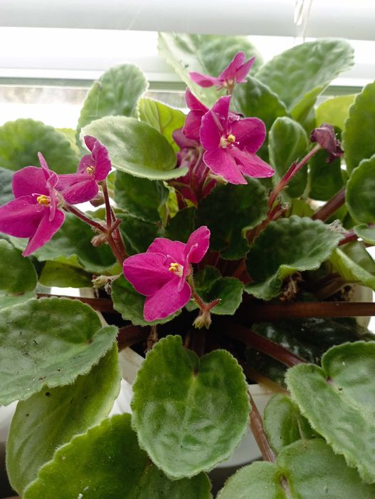 сентполия- кичеста теменужка