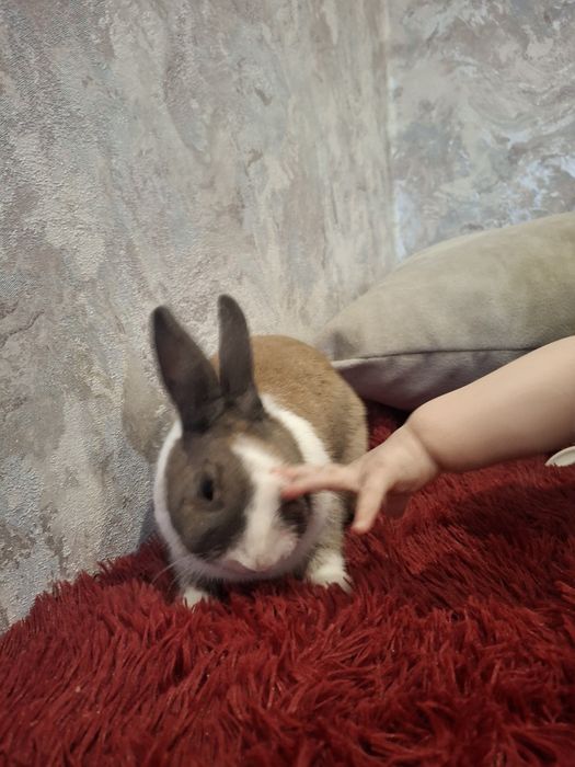 Продам кролика приучен к туалету