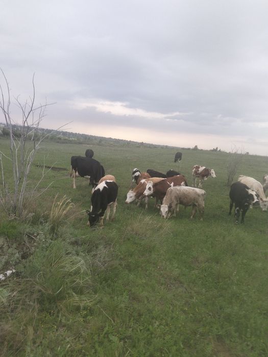 Продам коров, хозяйство