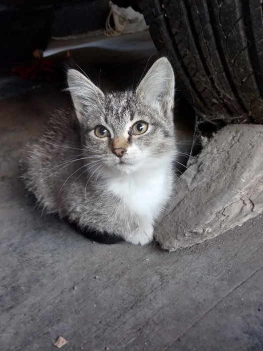 Котята крысоловы в хорошие руки