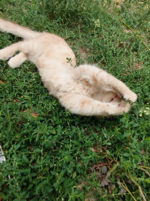 Котенка отдадим в добрые руки, мальчик
