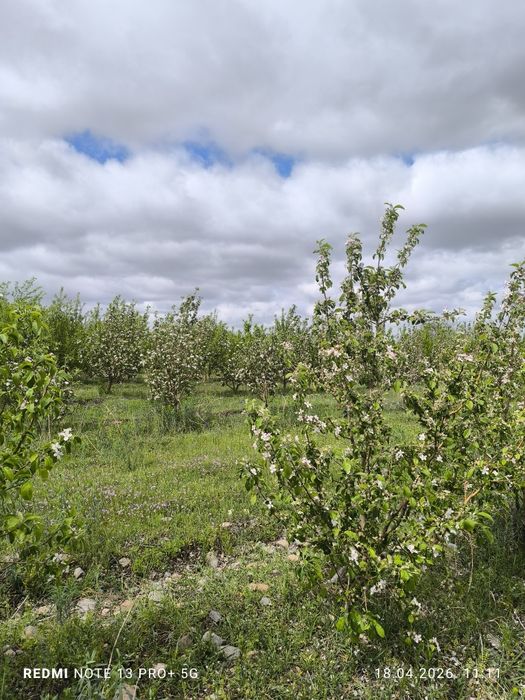 Продам сад с домиком