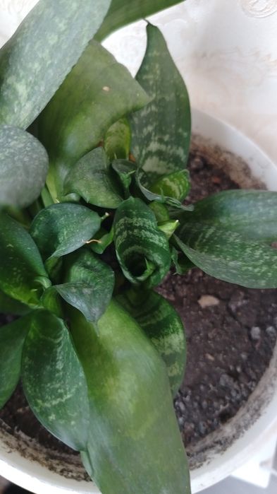 Пальма цена 2500тг