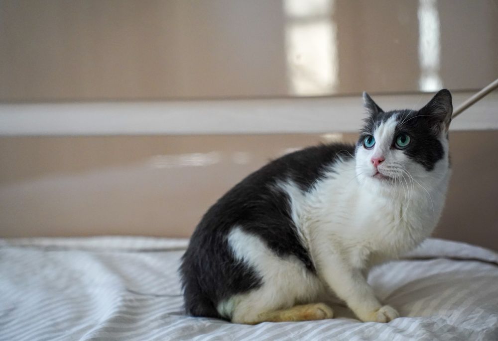 Adoptați un suflet blând!