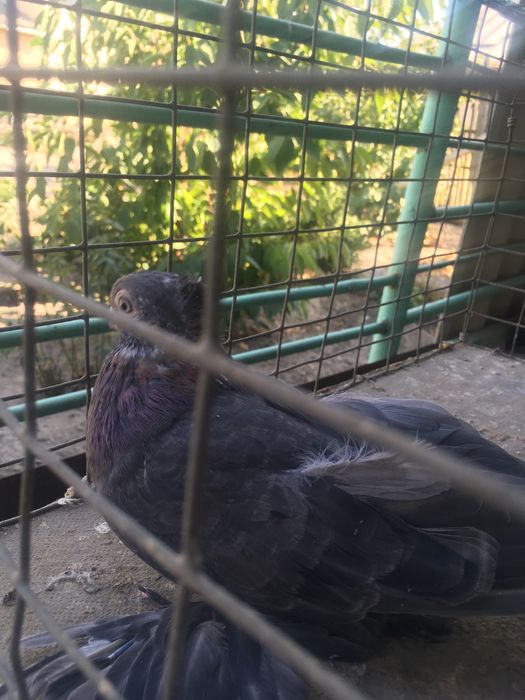 Продам самца кишмиш молодой