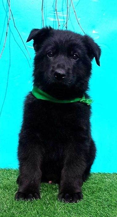 Щенки Немецкой Овчарки с документами.