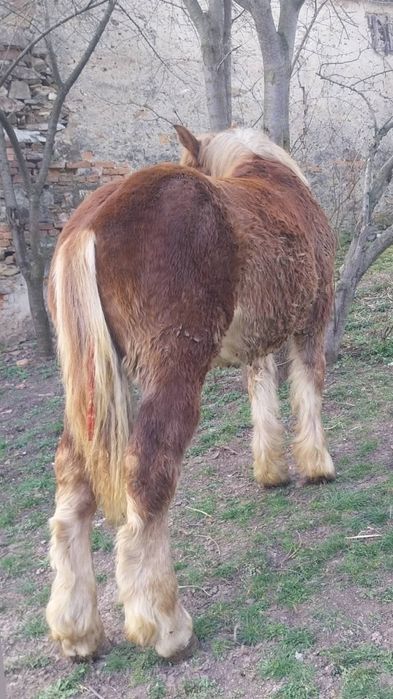 Vând sau schimb manz ardenez