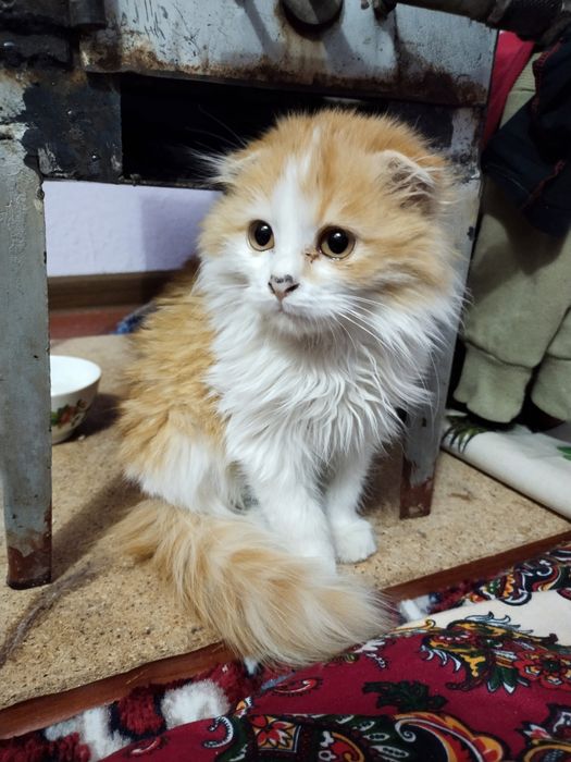 Мушукча сотилади