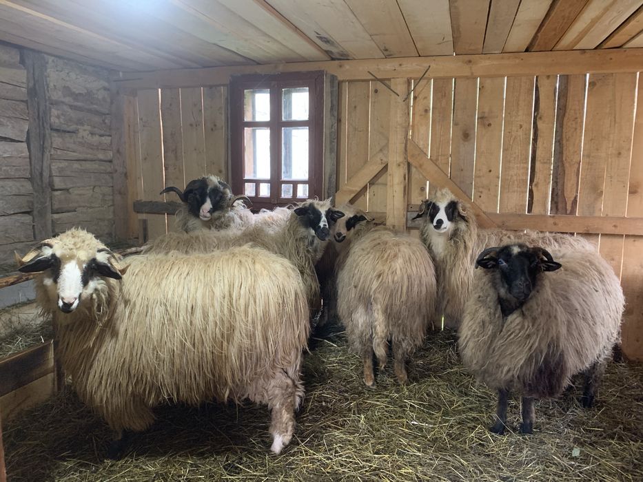 Vând iezi și capre alpine și nemțești și oi