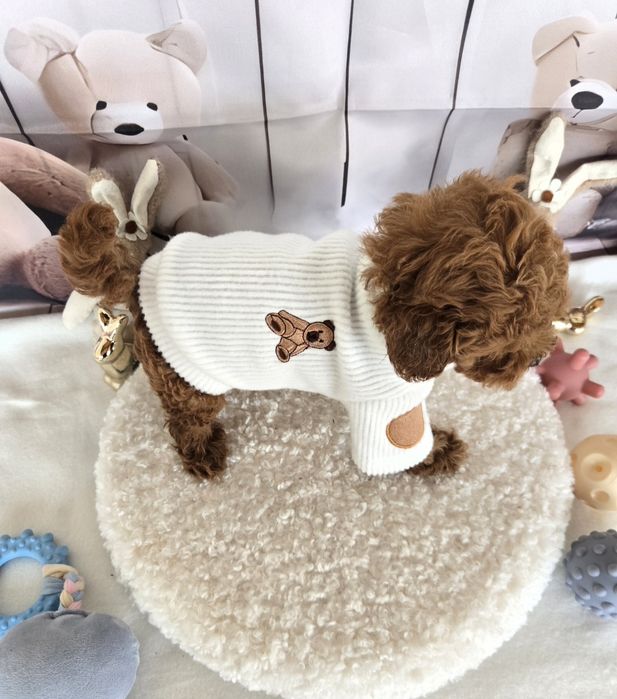 Пудел той /Poodle toy с родословие