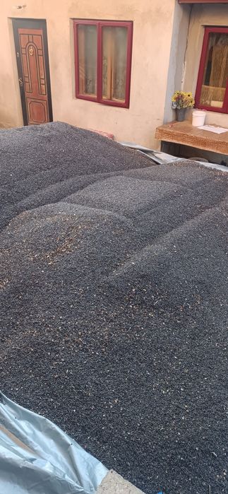 Vînd floarea soarelui