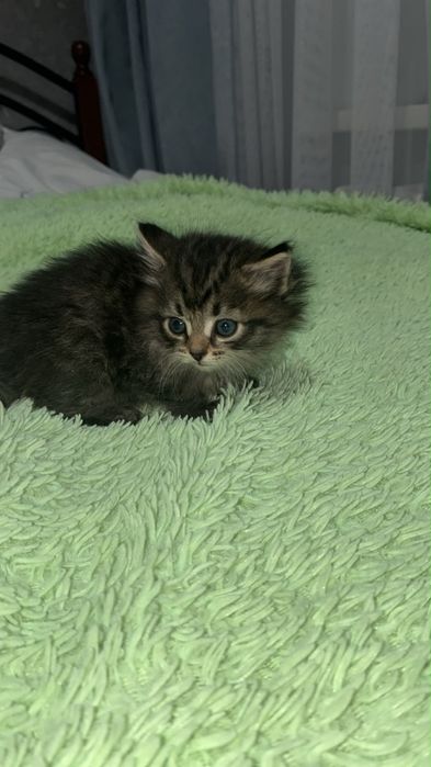 Котята ищут дом, добрве руки