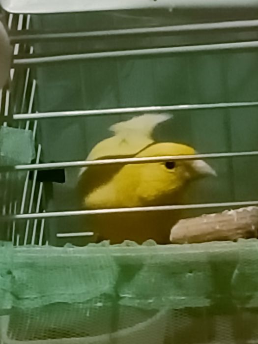 Кенр  поющий  молодой