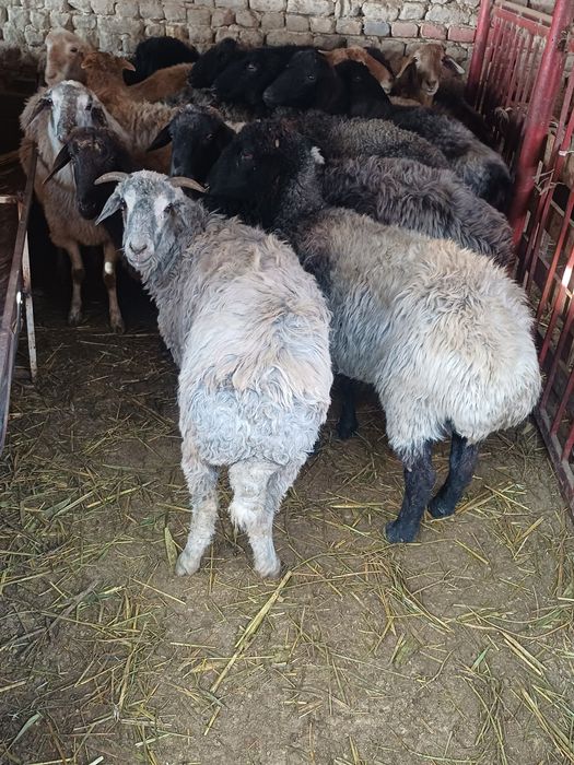 Семиз кой токтылар