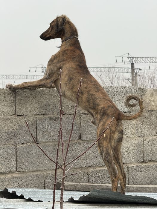 Тазы 1,5 жасар рабочи !!!