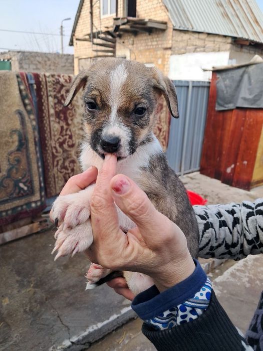 Маленькие щенки в поисках дома ! Ташкент! СРОЧНО!