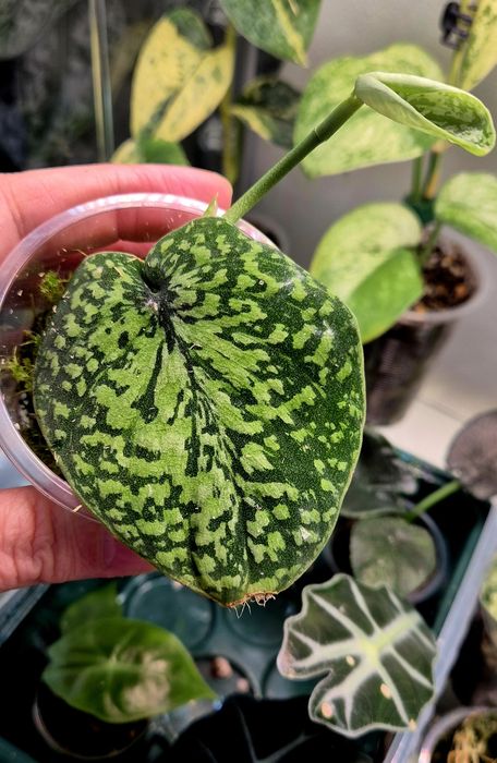 Продам сортовые сциндапсусы