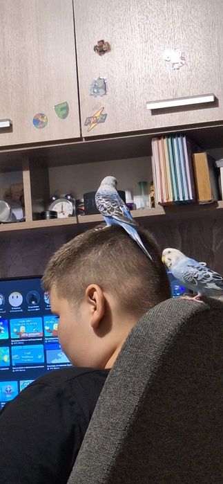 Продам волнистых попугаев. 2шт