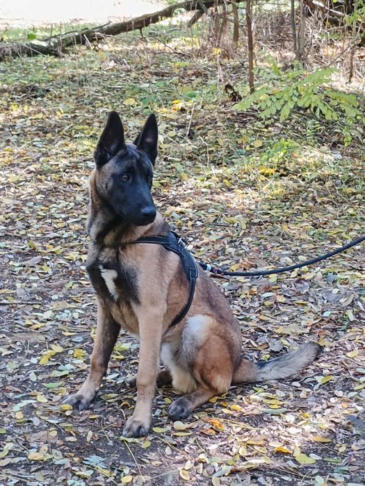 Белгийска овчарка Малиноа