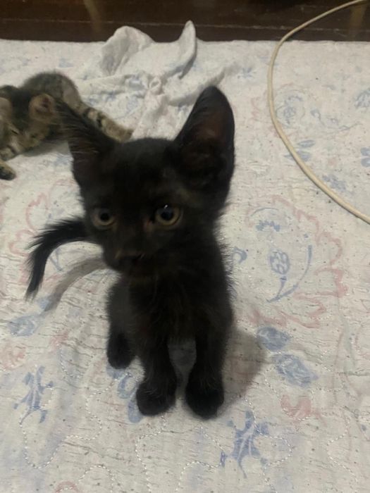 котята бесплатно