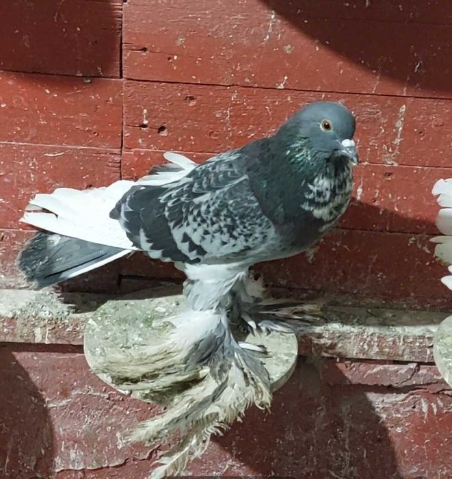 Vând Gusat de Pomerania