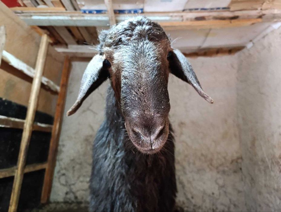 Qo'chqor bor qochqor