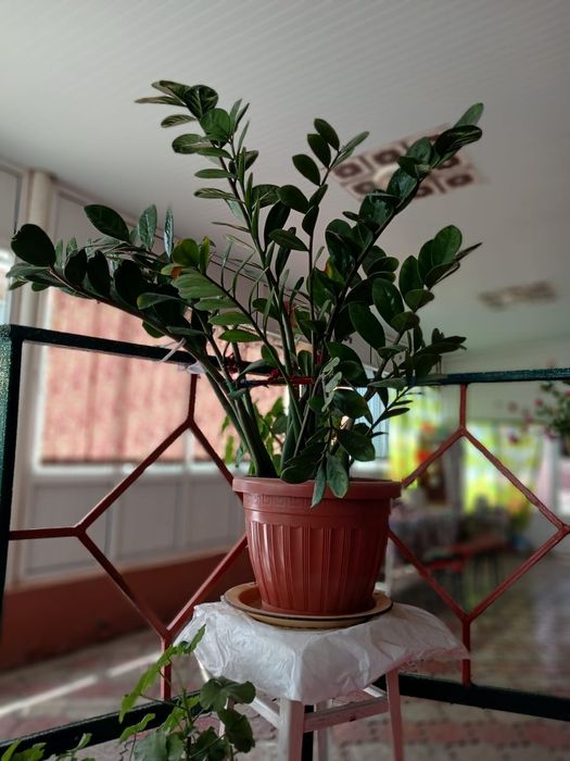 Домашние цветы  срочно