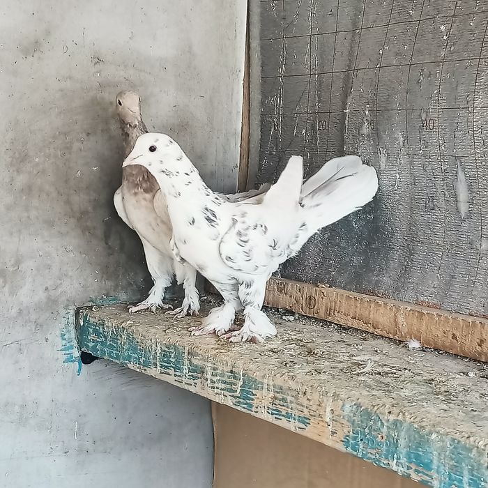 Широкохвостые  голуби