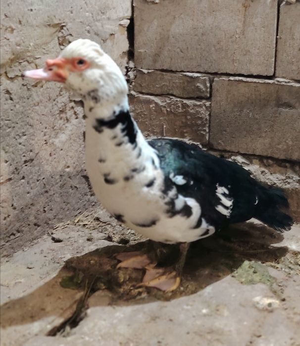 Продам селезня индоутки