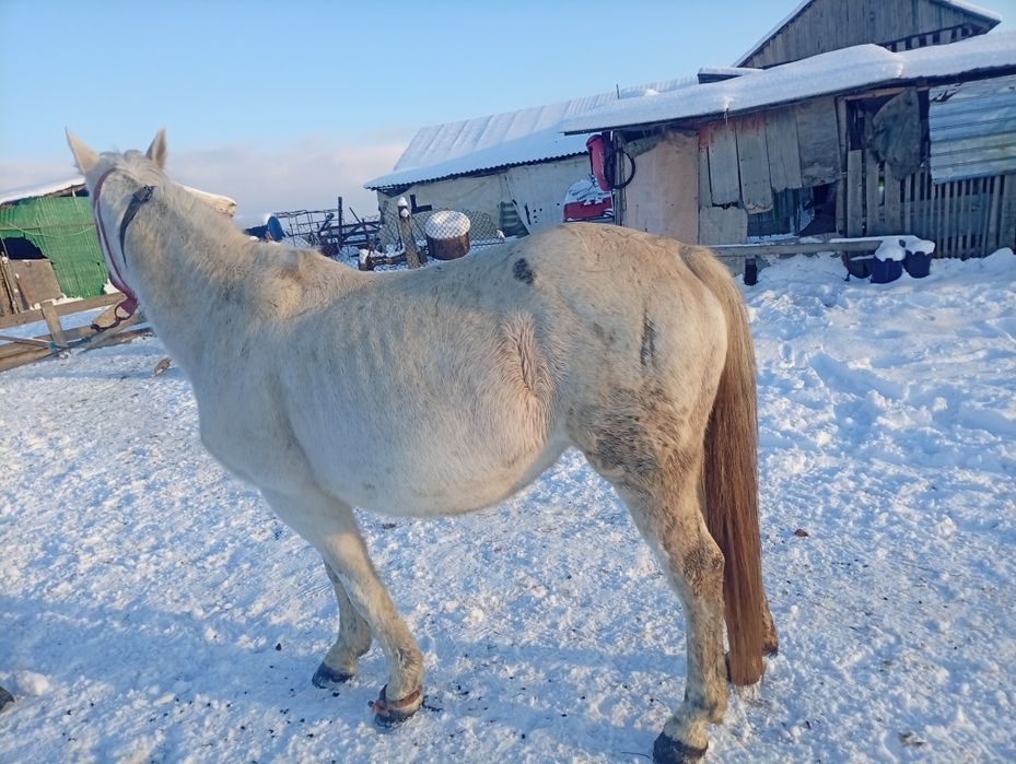 Vând iapă de lucru