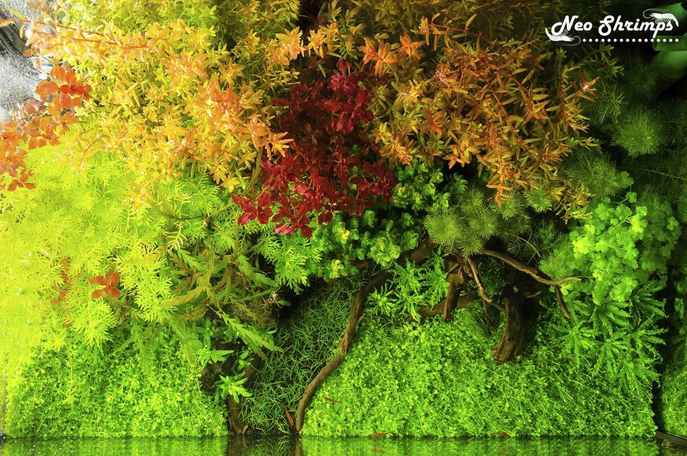 Торове за аквариумни растения