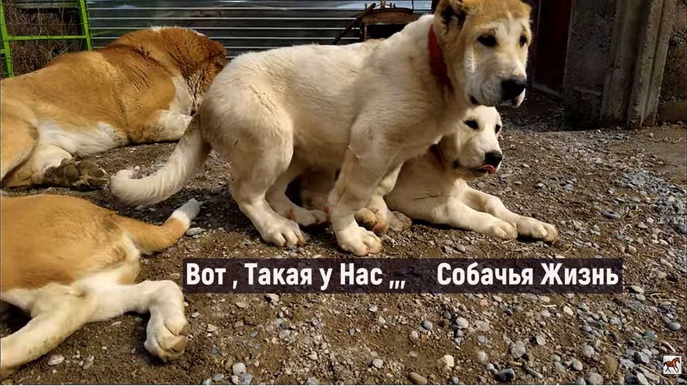 Кобель.. Для Вязки.. Төбет. САО