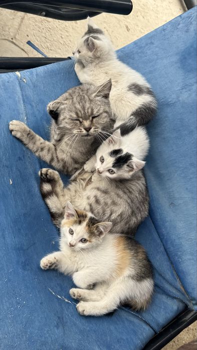 маленькие котята
