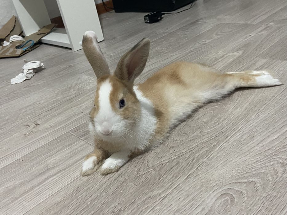 Декоротивный кролик
